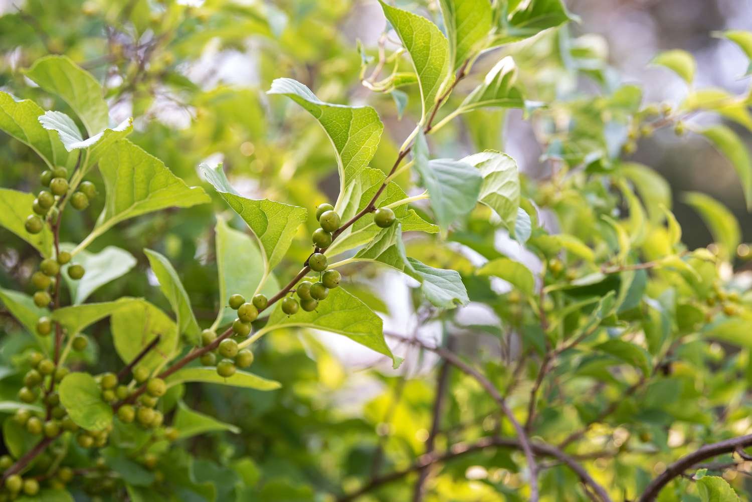 Sweet branch and bitter with small green berries