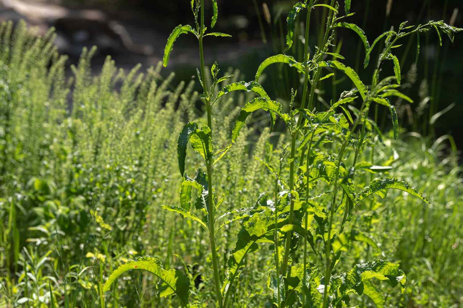 Yellow dock plants with tall skinny flower stalks in sunlight