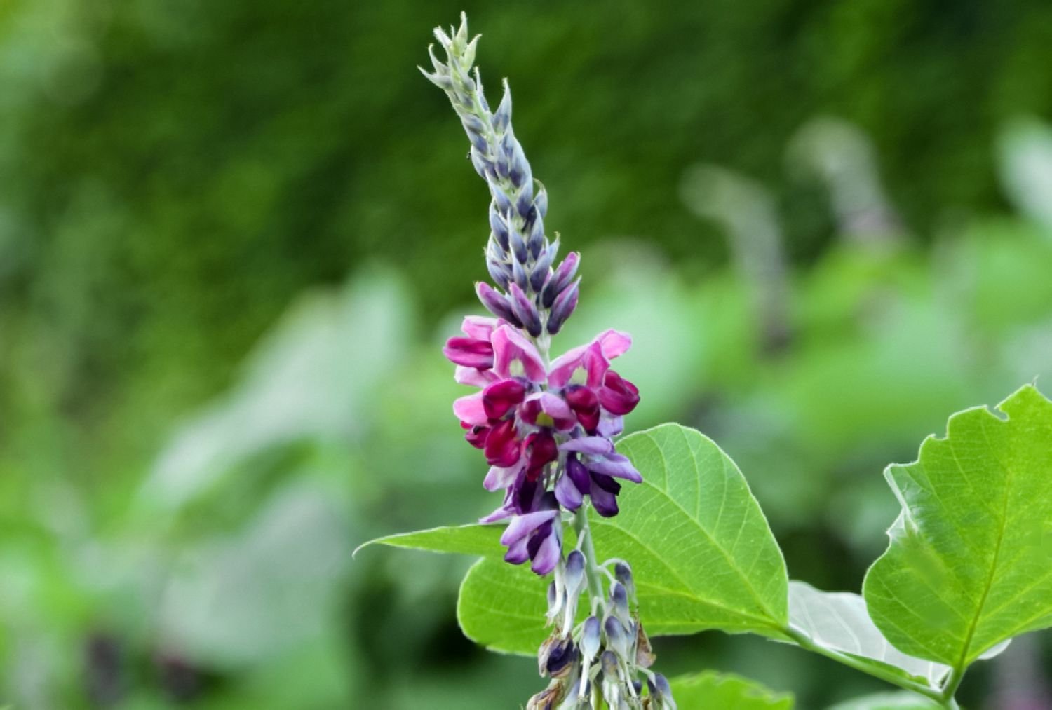 Closeup of kudzu vine stems