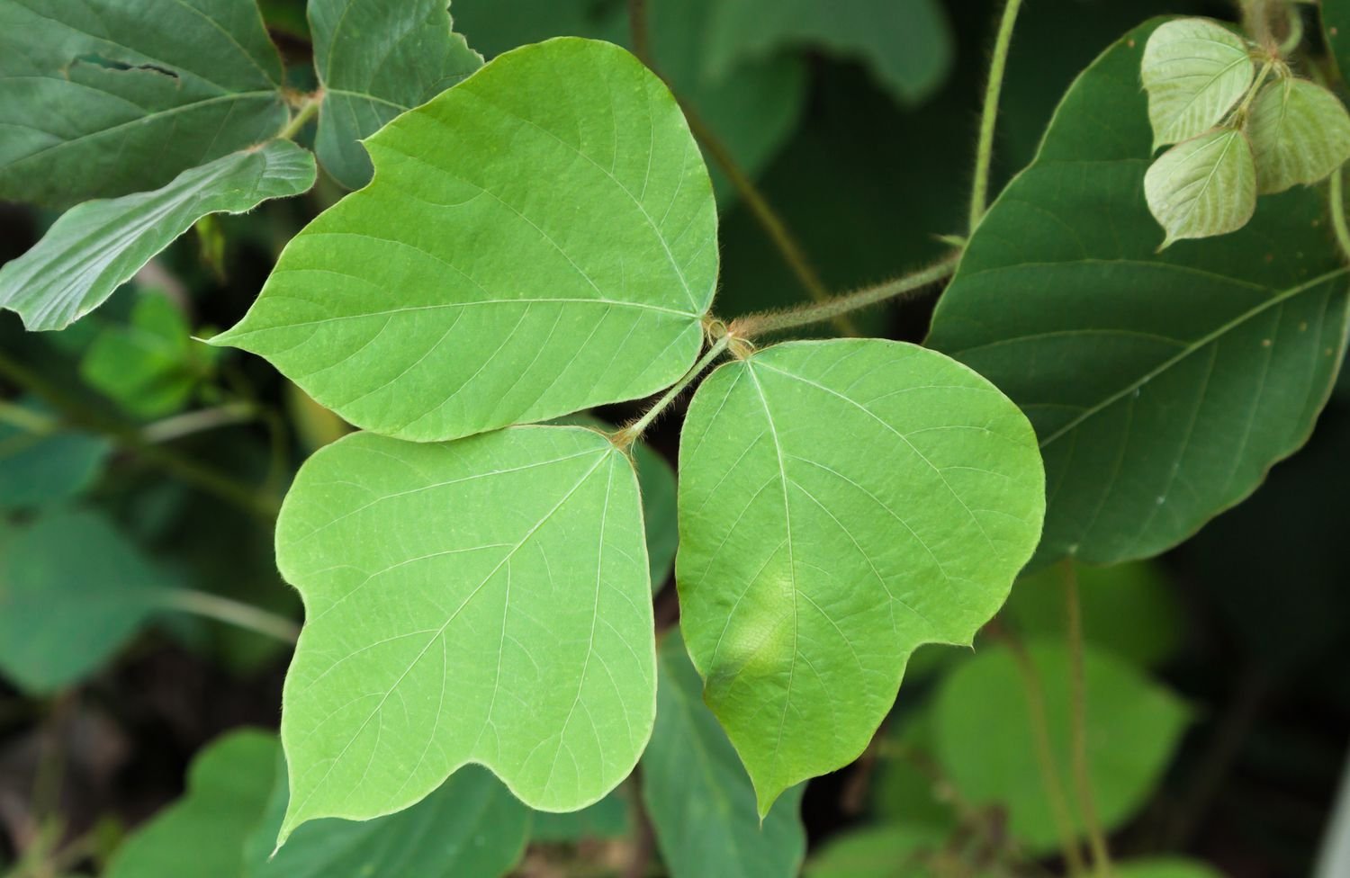 Kudzu leaves have three broad. lobed leaflets