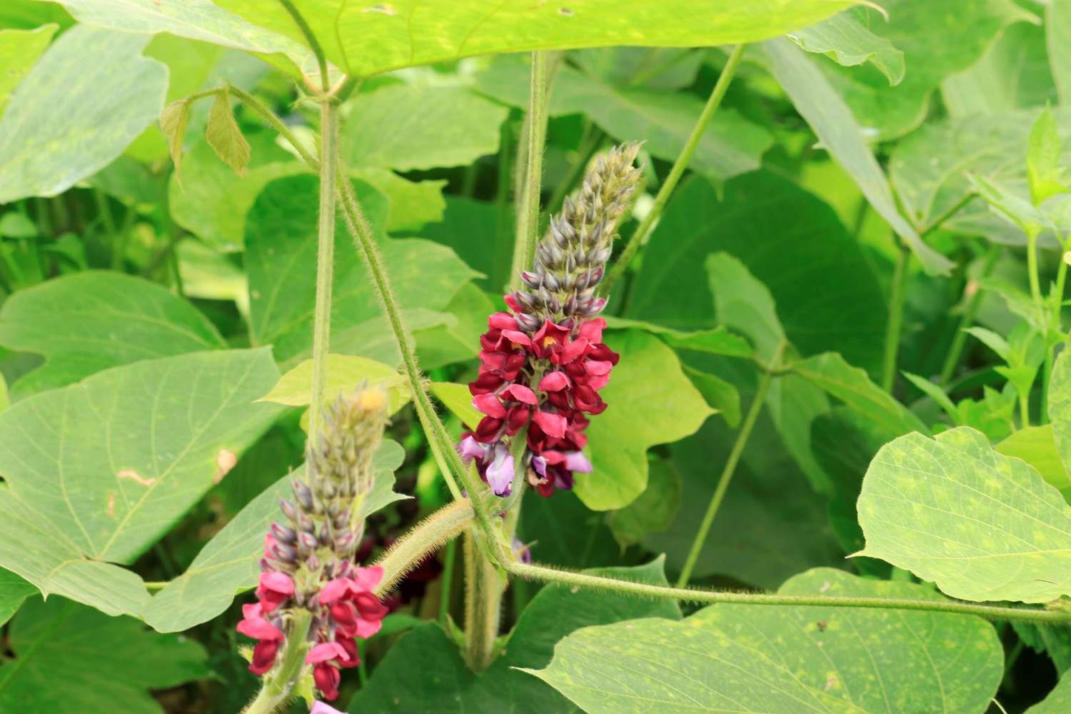 Kudzu has spike-like purple-reddish flowers in late summer