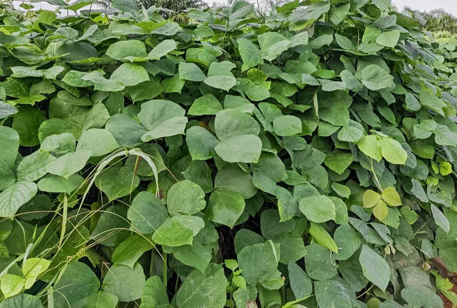 Front view of kudzu vine