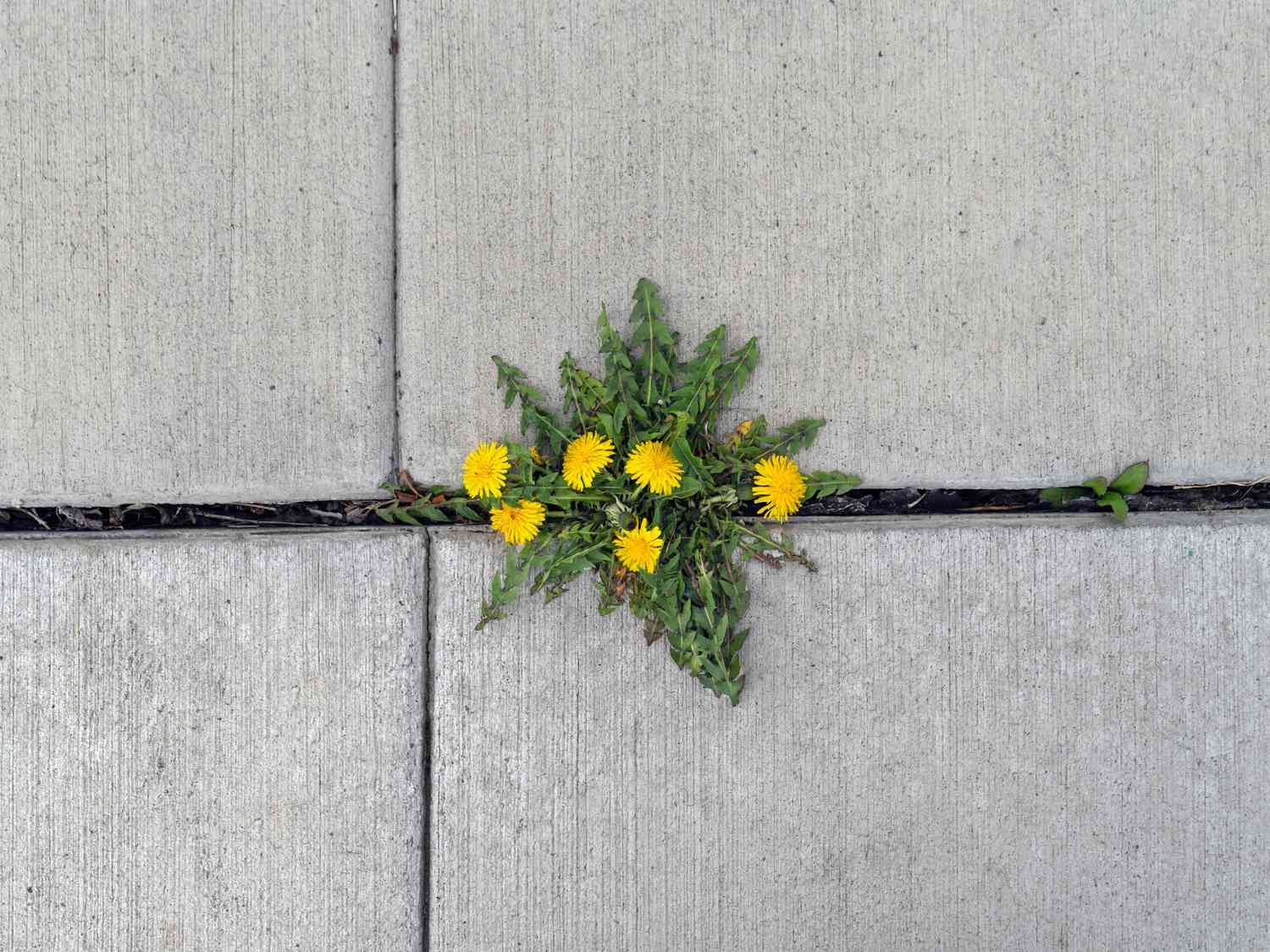 Dandelions growing through a crack in the pavement.