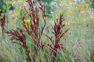 Plants of yellow dock with clusters of long, red and meager flower stems next to white and yellow wild flowers 