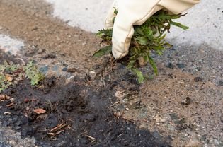 Weeds withdrawn from the road with garden gloves