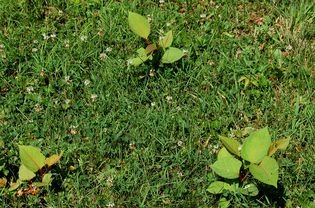 Japanese Renouée shots appear in a lawn.