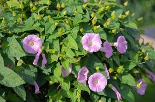 Plant of links with small pink and white cup -shaped flowers surrounded by arrow -shaped leaves