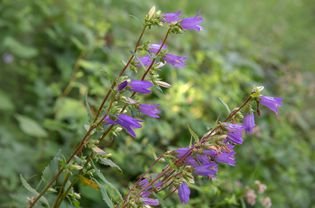 Flower flower plant with purple bell -shaped flowers on thin stems