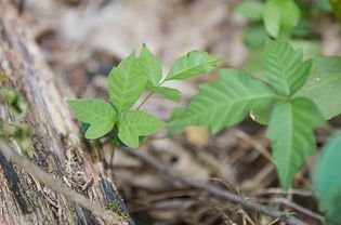 Ivy plant poisoned at the base of the tree to be removed