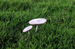 Budding mushrooms