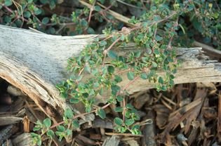 Close view of spur grass on wood