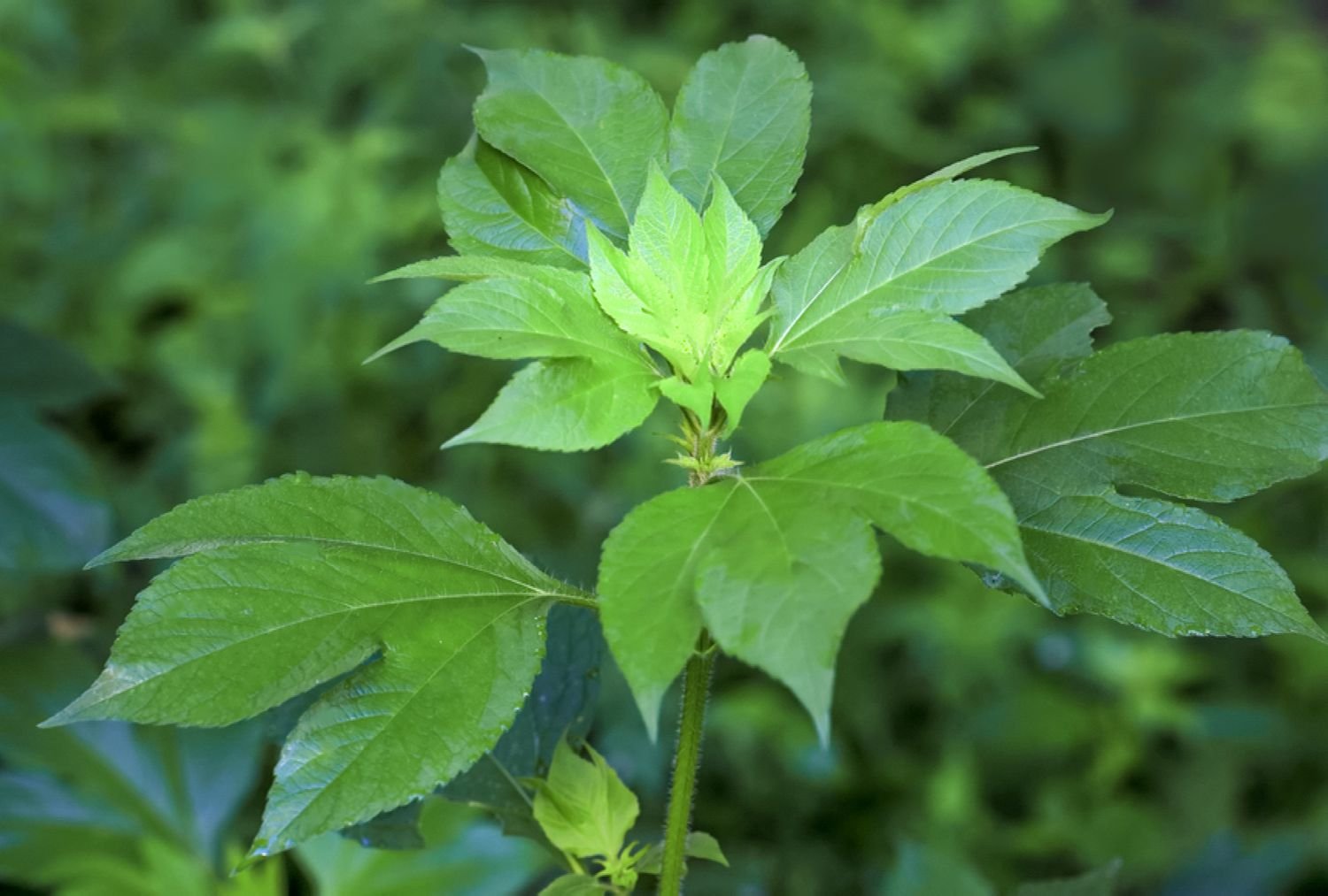 Giant ragweed leaves