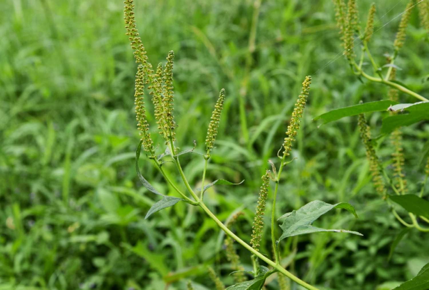 Common ragweed blooms