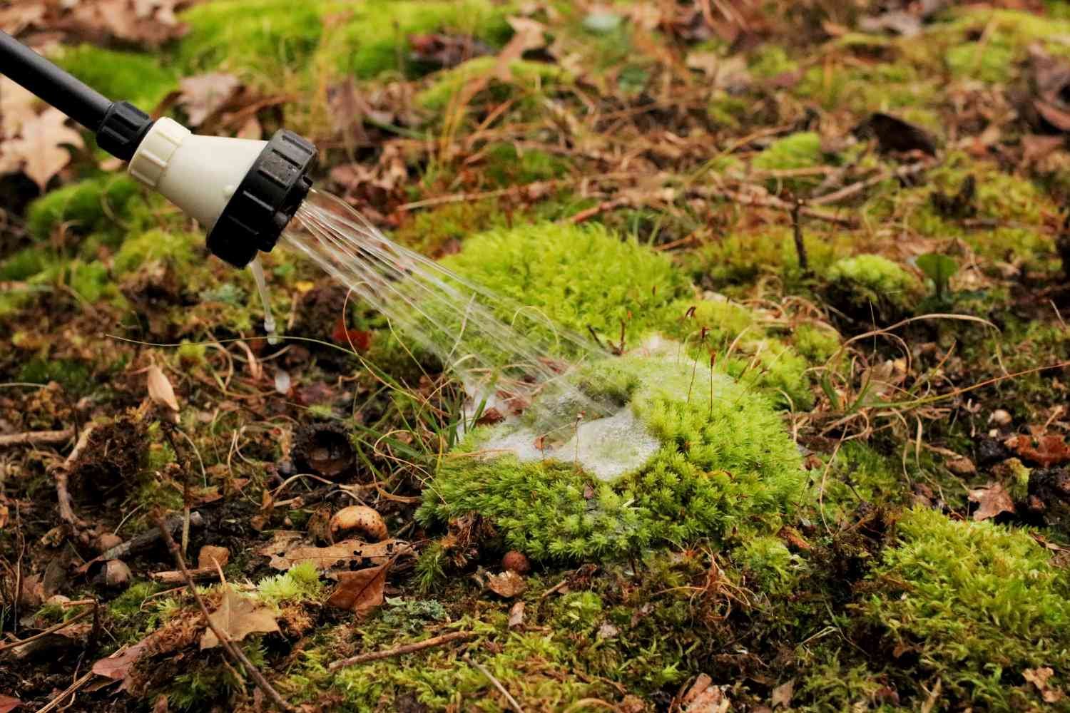 Garden spray apply organic water solution to the moss