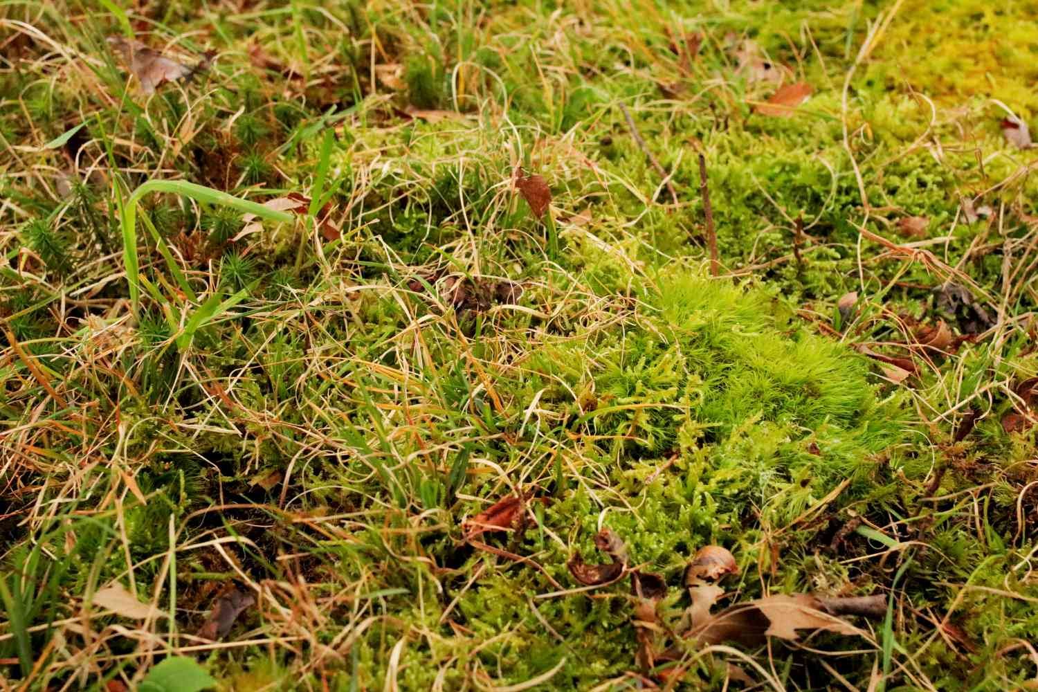 Straw herb blades over the moss in the garden