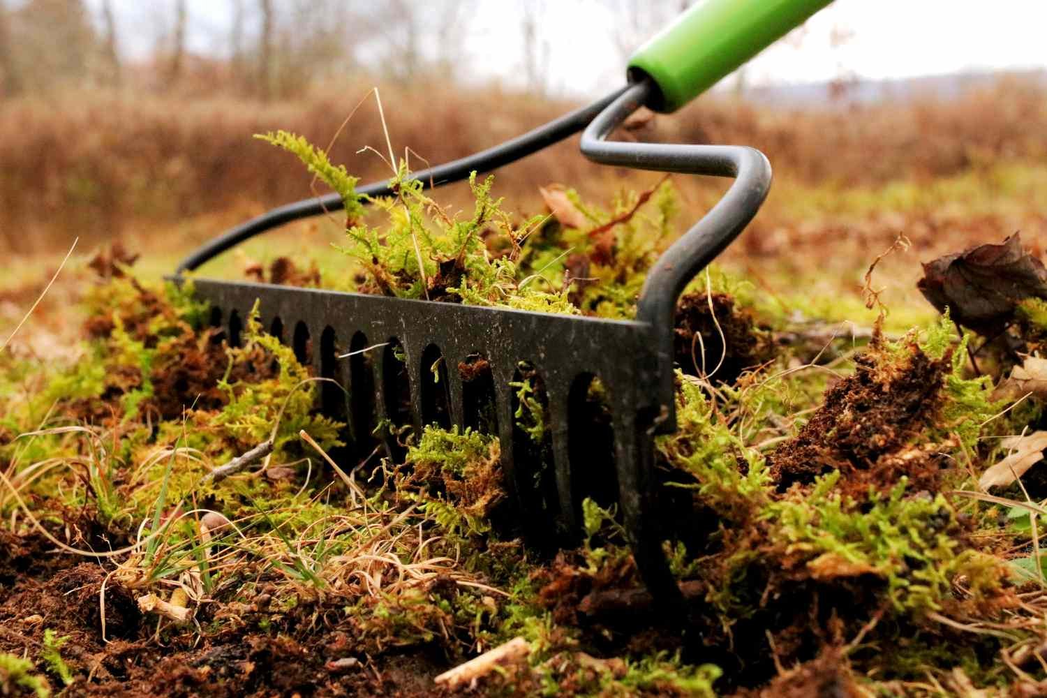 The grass cavity is running to pull the moss from the close ground