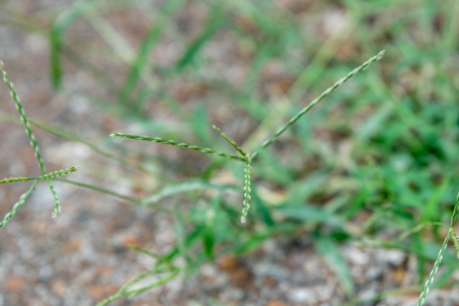 Crabgrass leg with seeds at the end of the close