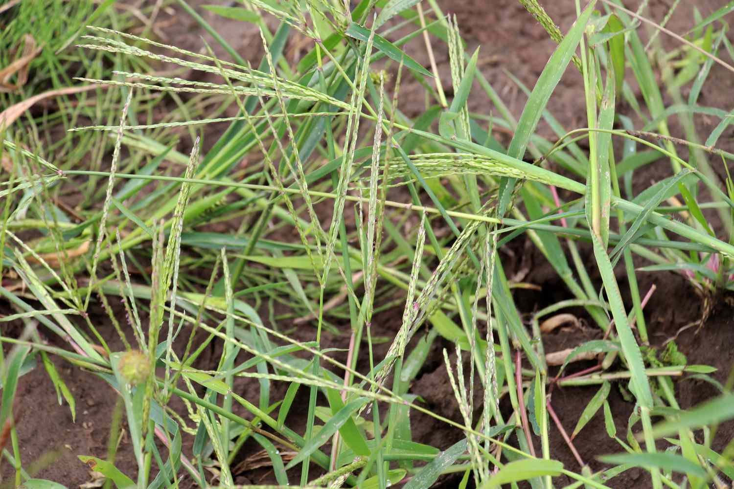 Digitaria Sanguinalis also known as hairy crabgrass