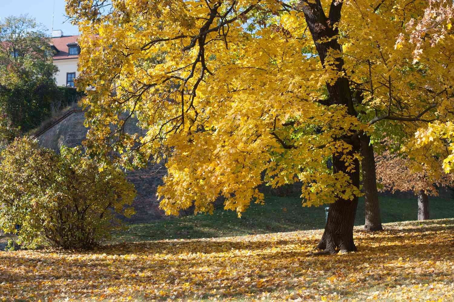 Norway maple tree with yellow leaves in the middle of the garden with fallen leaves