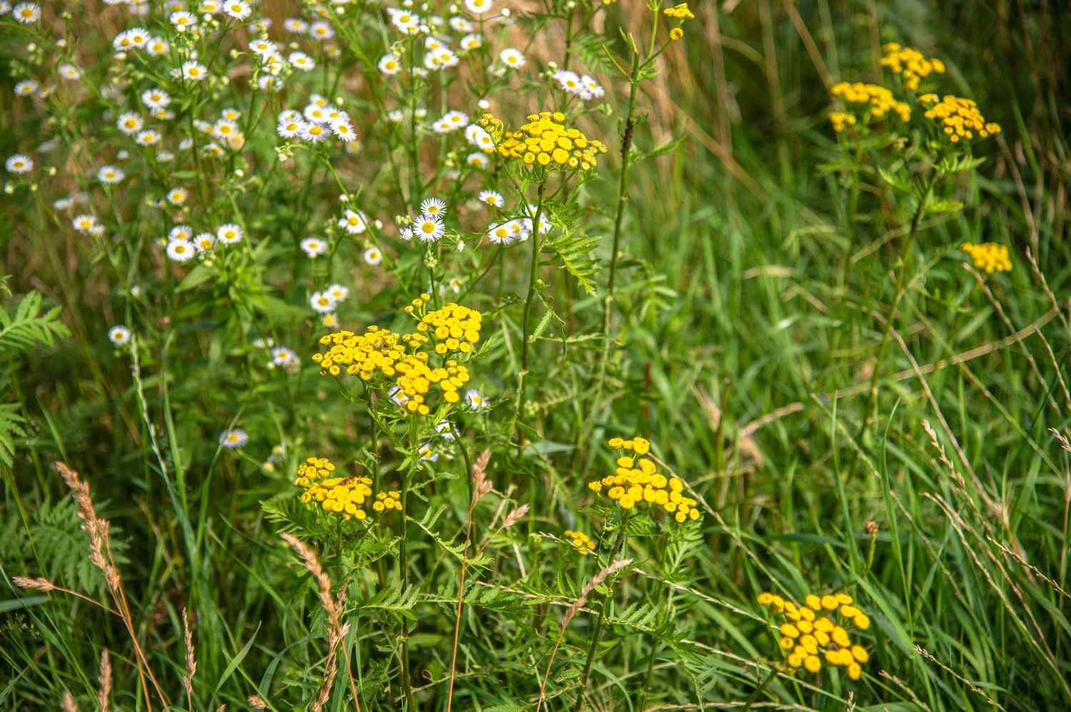 Common dark plants with small yellow flowers on the long and delicate stems surrounded by white wild flowers and grass