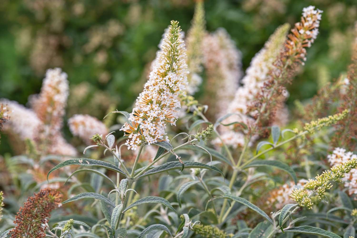 Butterfly bush with white flower mutations on long stems