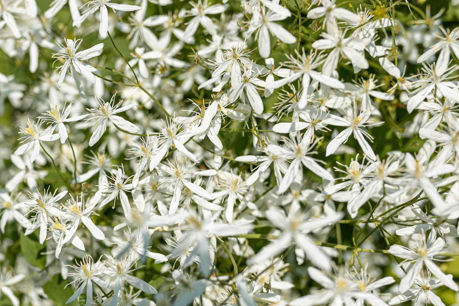 Sweet autumn vine with small white flowers and mysterious seed heads