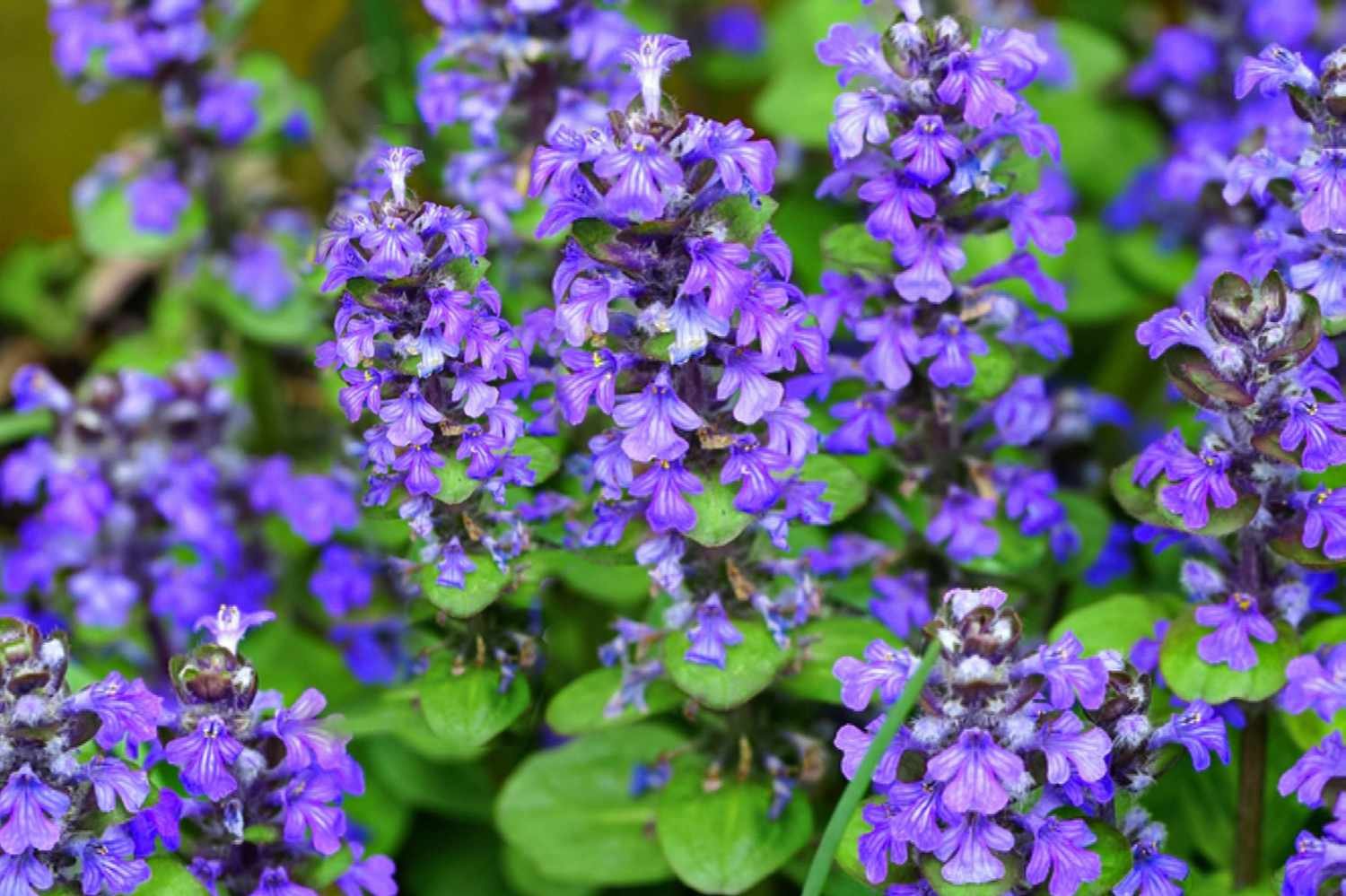 Agoga plant with small purple flower mutations close