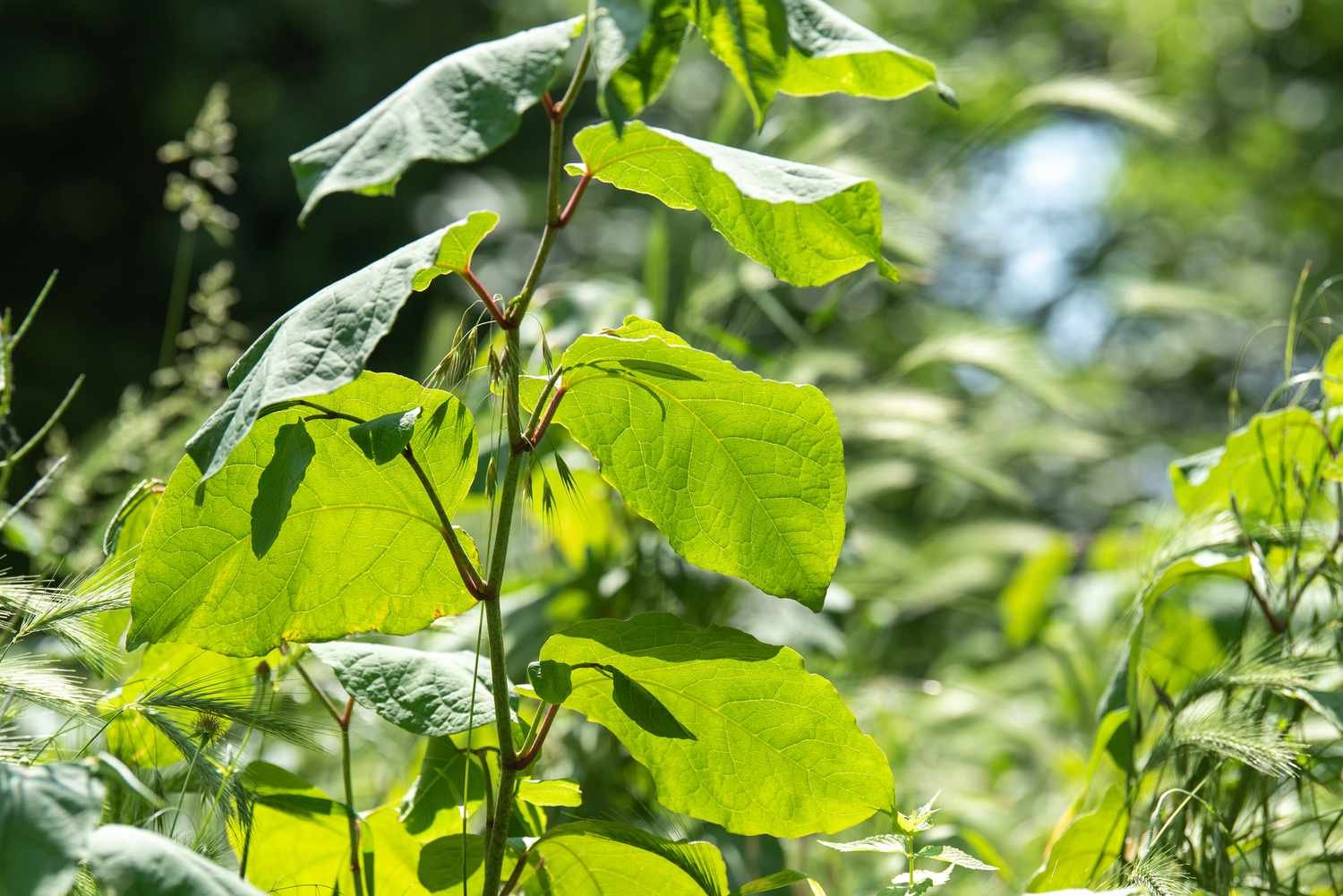 Japanese Knotweed plant in large leaves