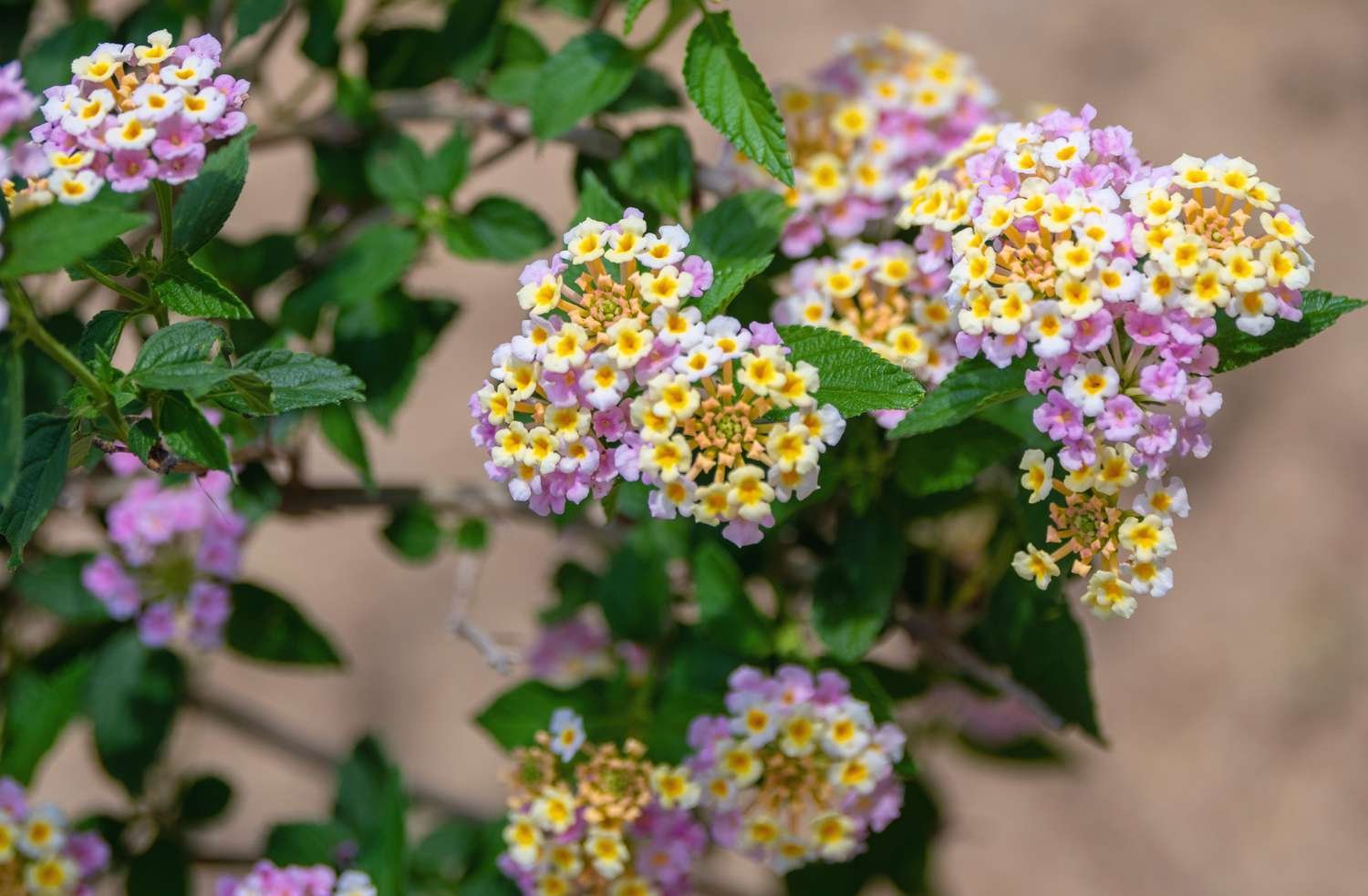 Lantana plants with small and yellow pink flower groups