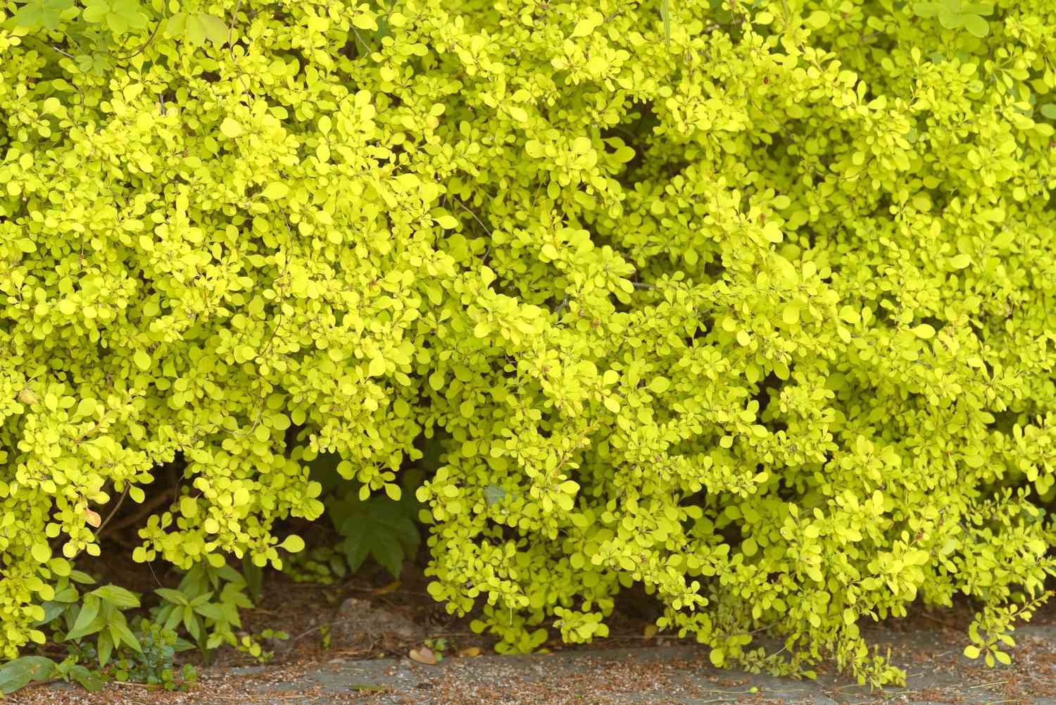 The bush bush with small green yellow leaves gathered on the branches 