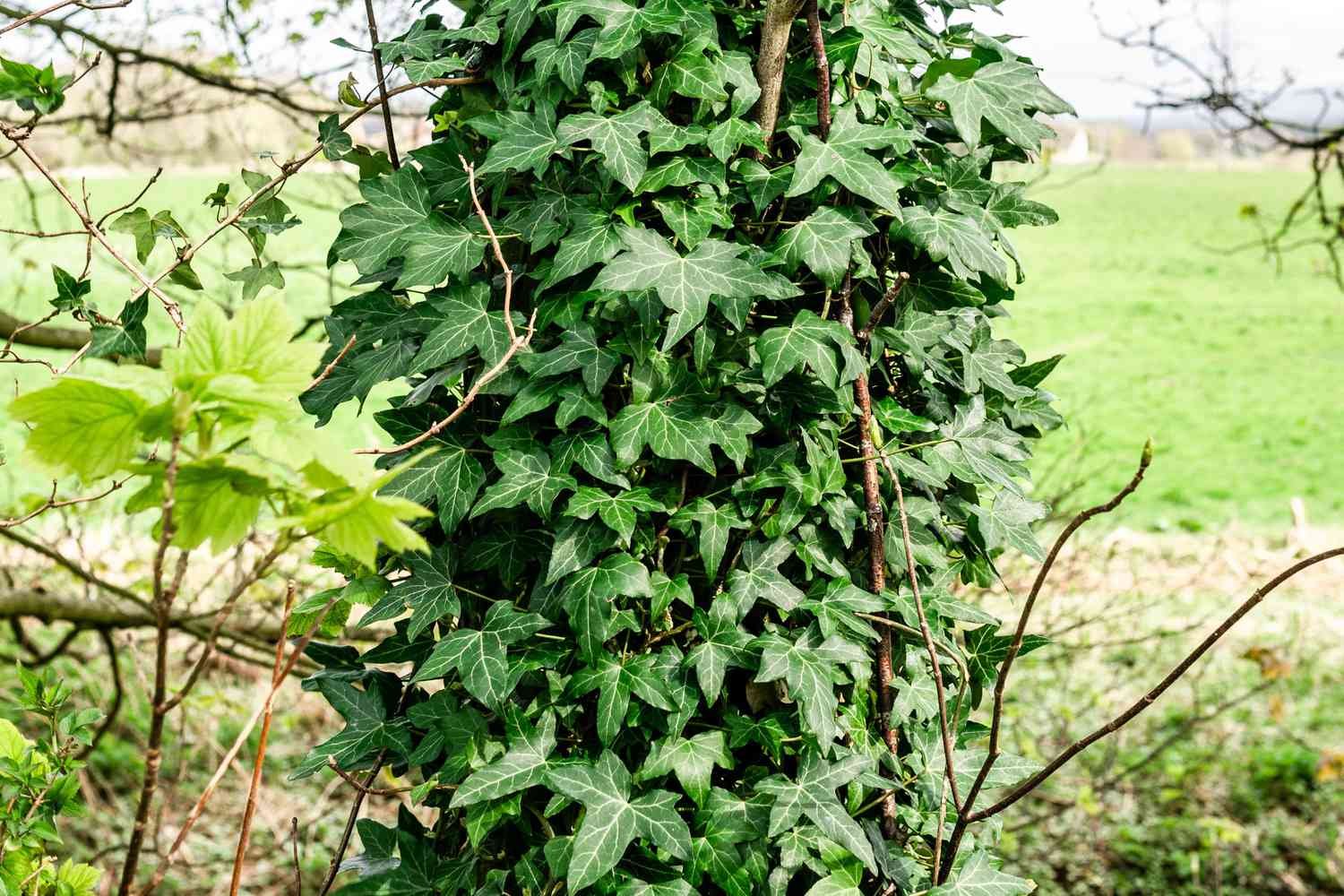 The English ivy plant with large leaves climbing the tree trunk