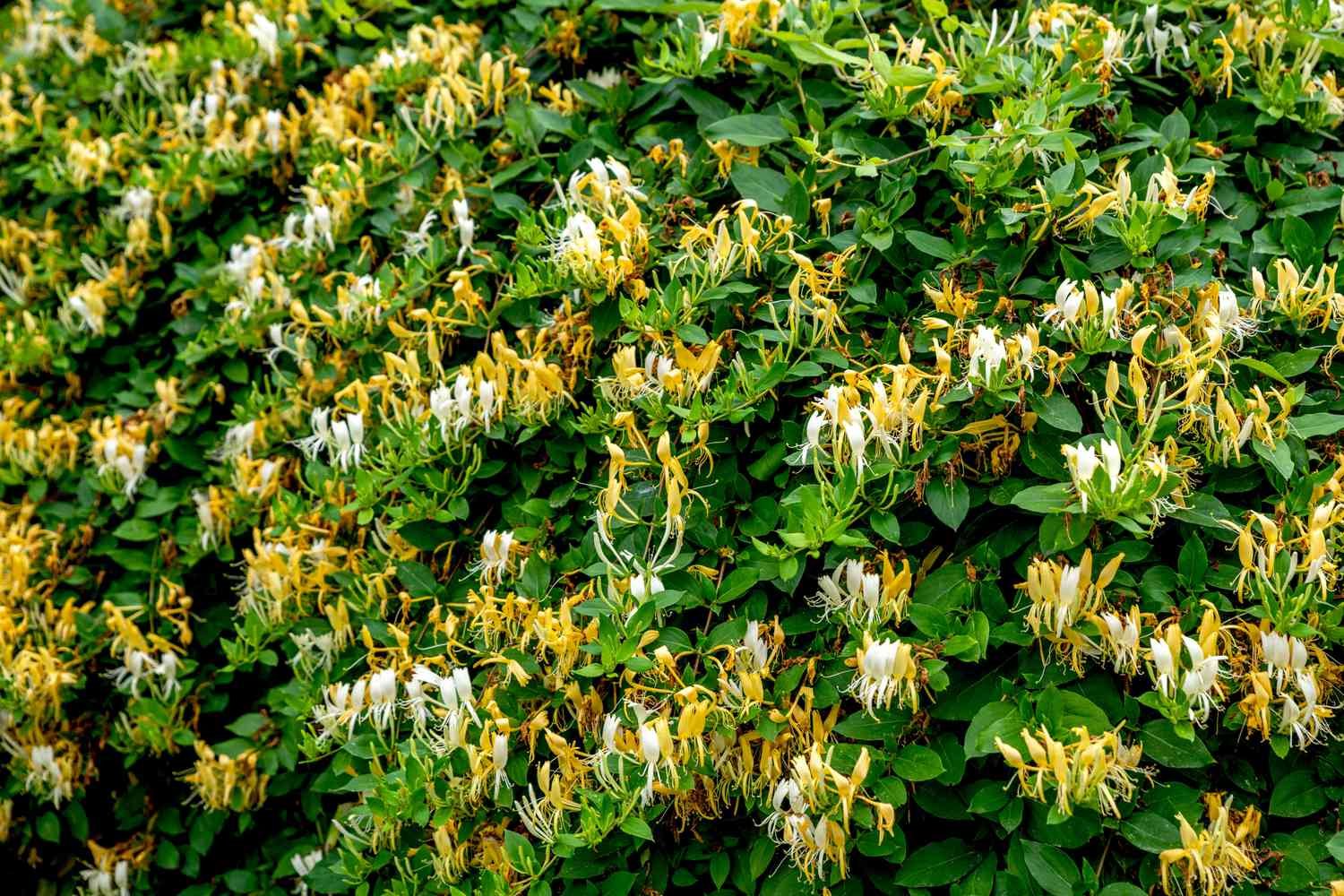 Japanese blossom chrome yellow and white flowers