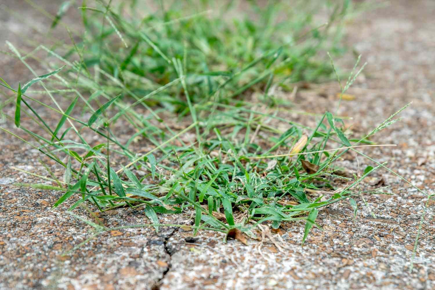 Crabgrass grows between concrete cracks