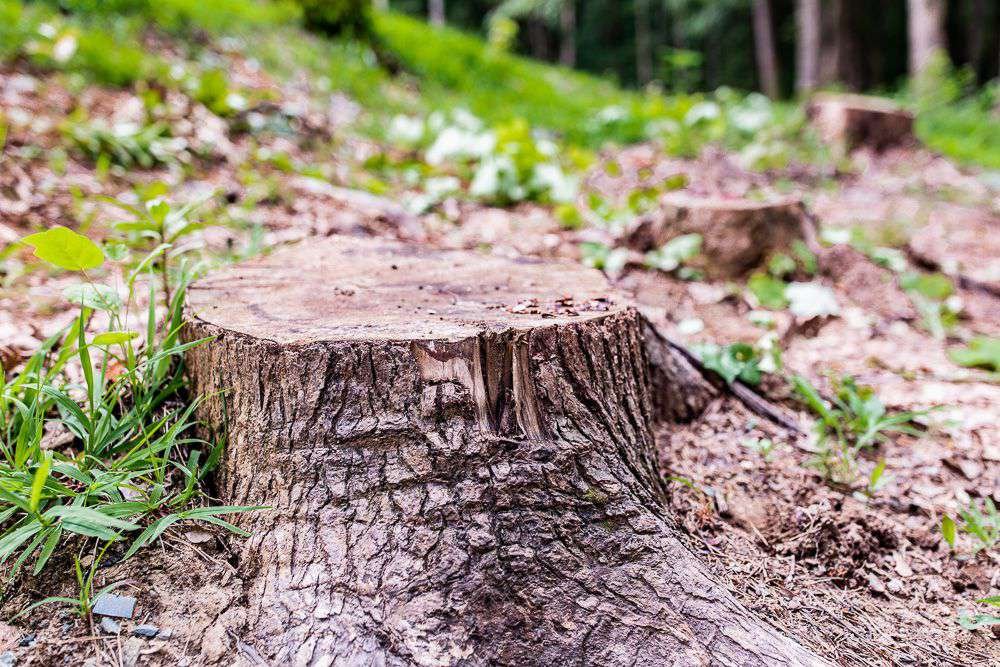 A newly removed tree with a trunk on the ground