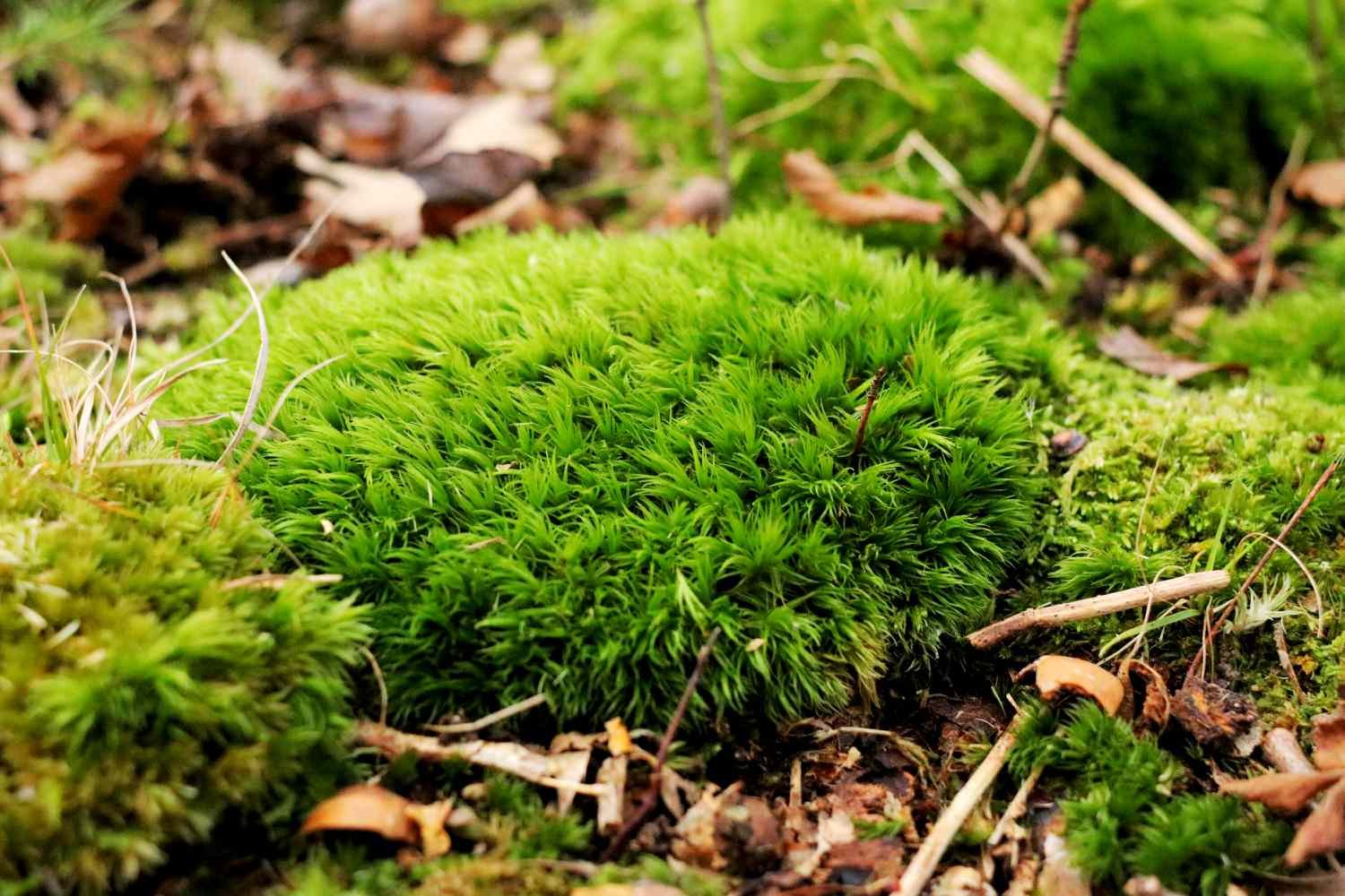 A patch of moss grows in the grass with the surrounding mulch