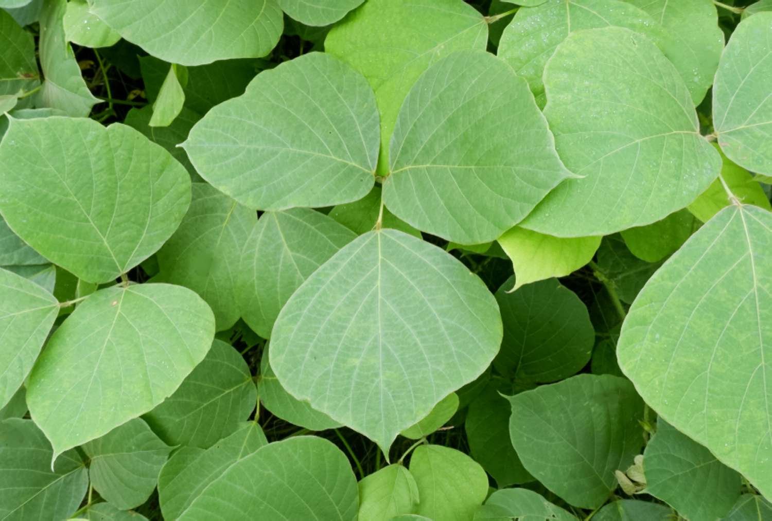 Closeup of kudzu vine leaves