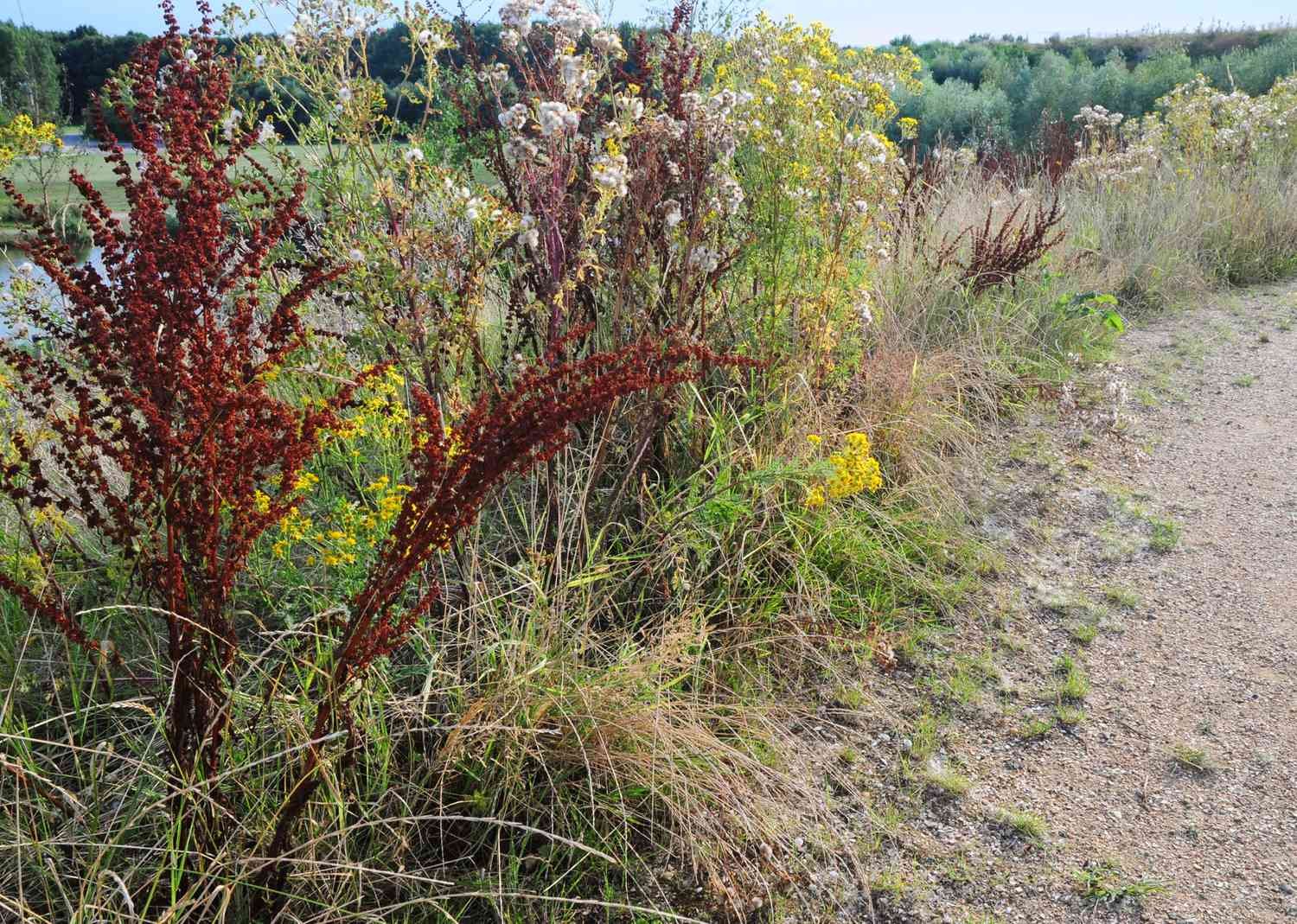 Yellow dock plants with red tinged flower stalks next to tall white and yellow wildflowers near dirt pathway