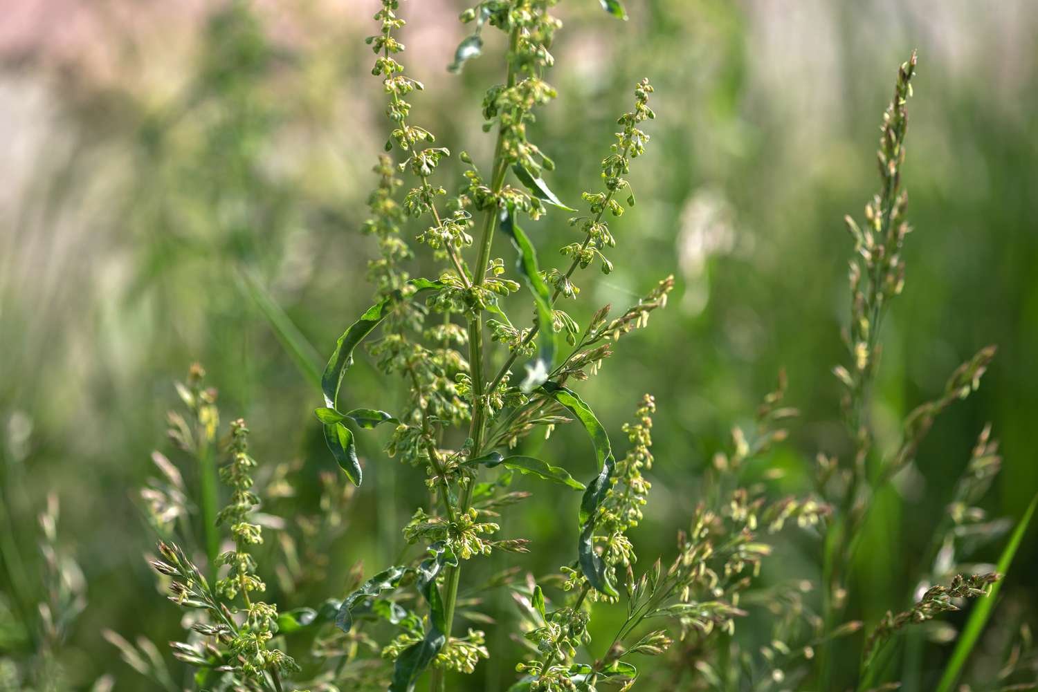 Yellow dock plant with multiple flower stalk clusters with small yellow petals in sunlight