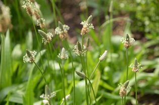 Leafy leafy with small points of green flowers and tiny white flowers on thin stems