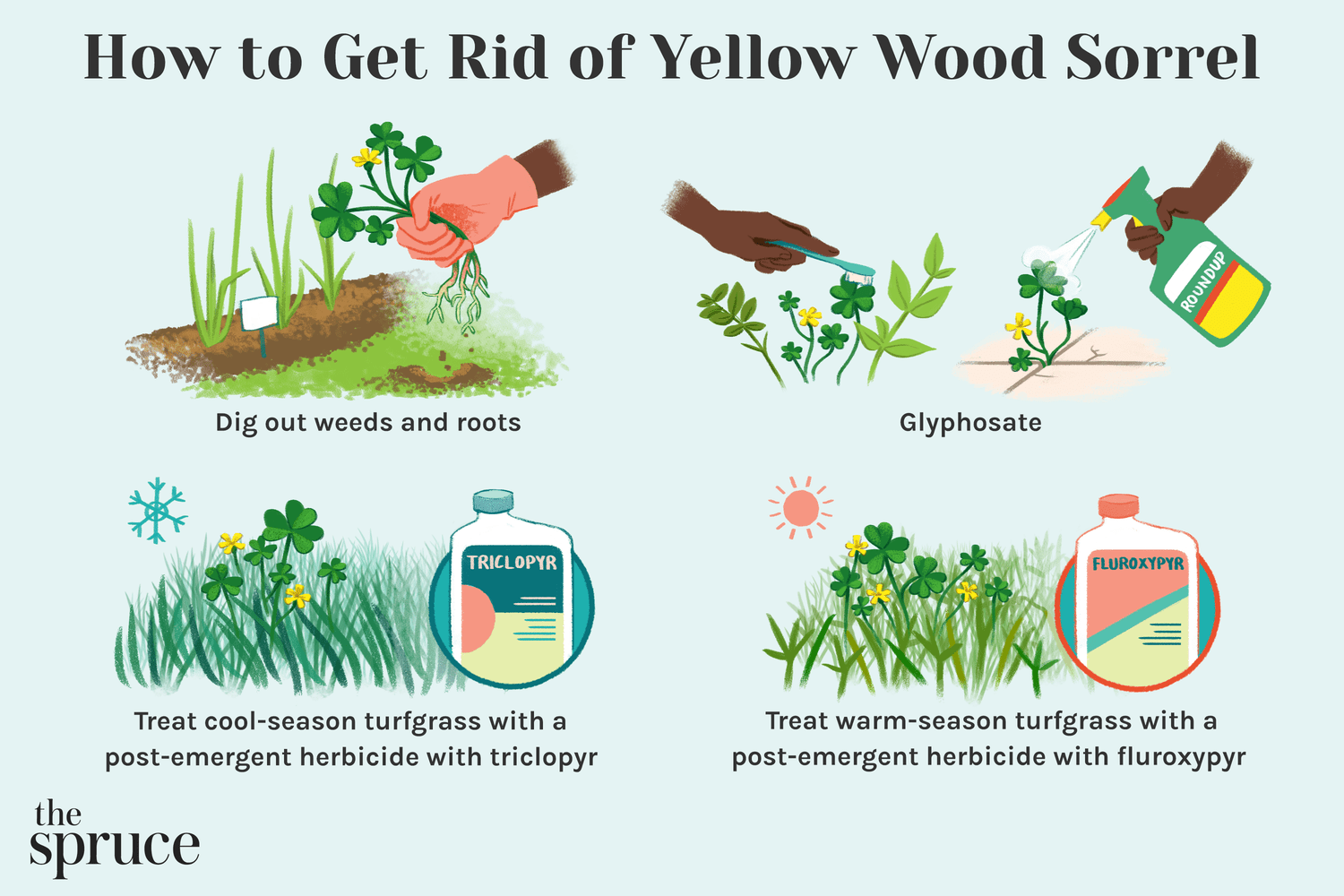 How to get rid of the yellow wooden sorrel