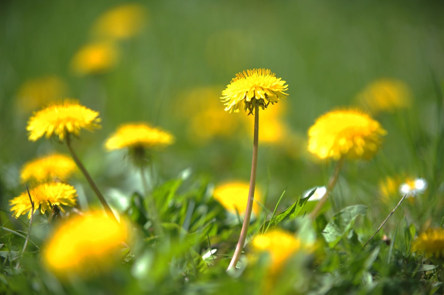 Yellow dandelion flowers in grass as weeds