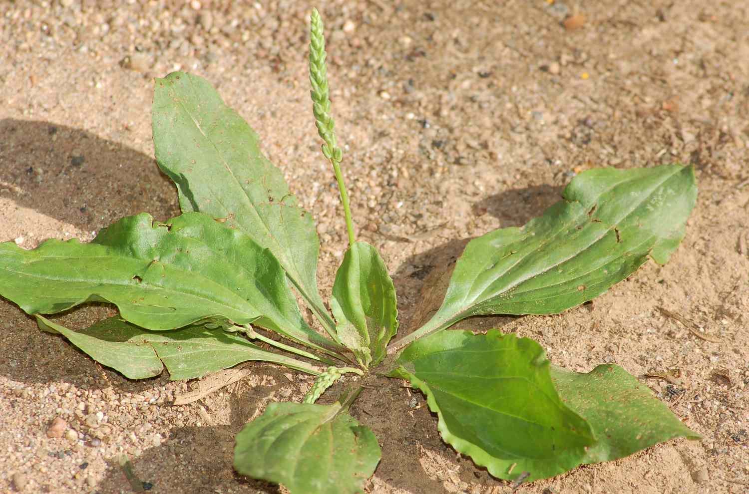 Common banana weeds