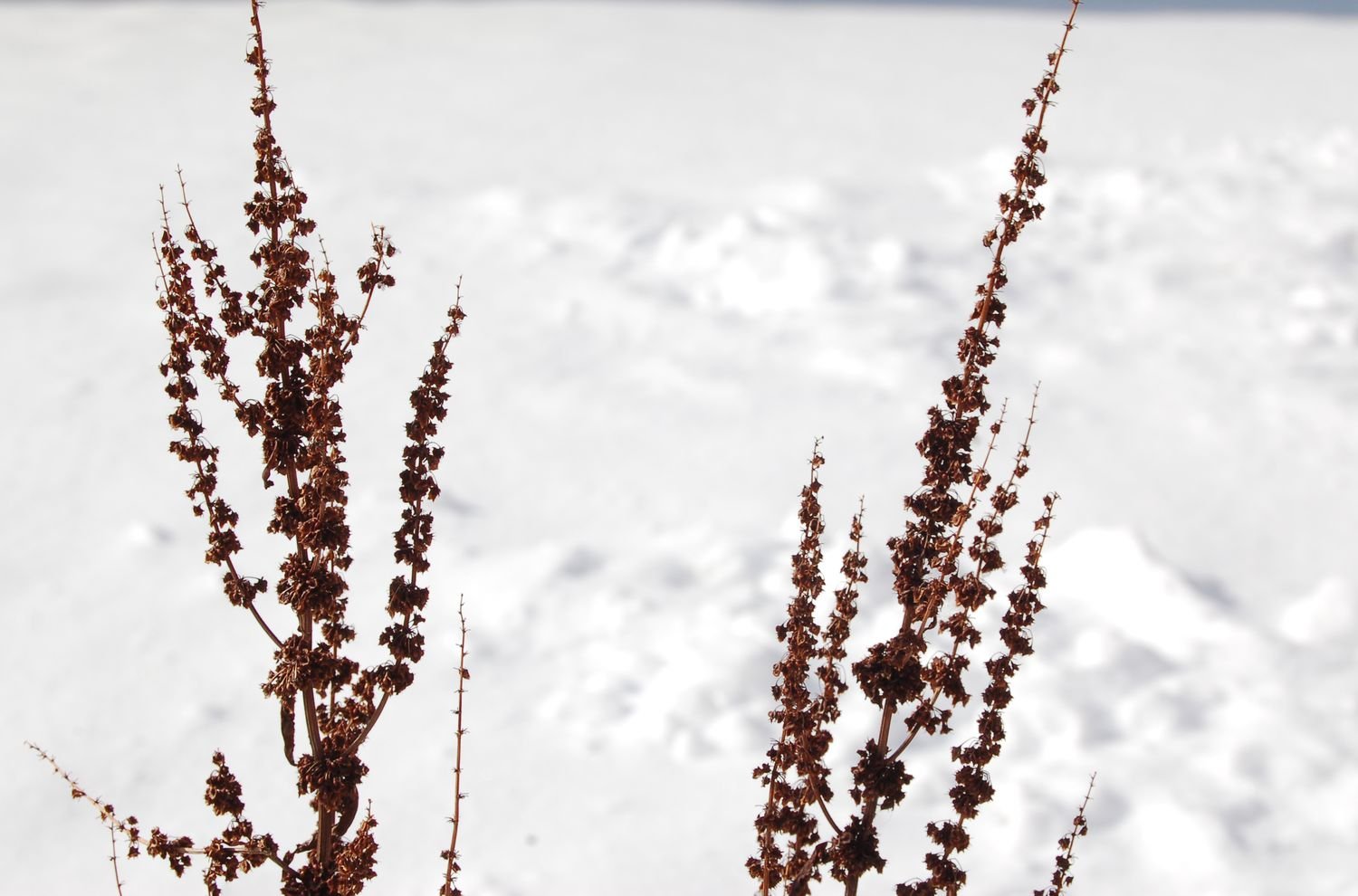 He heads the pavement flower (seeds) against a snowy background.