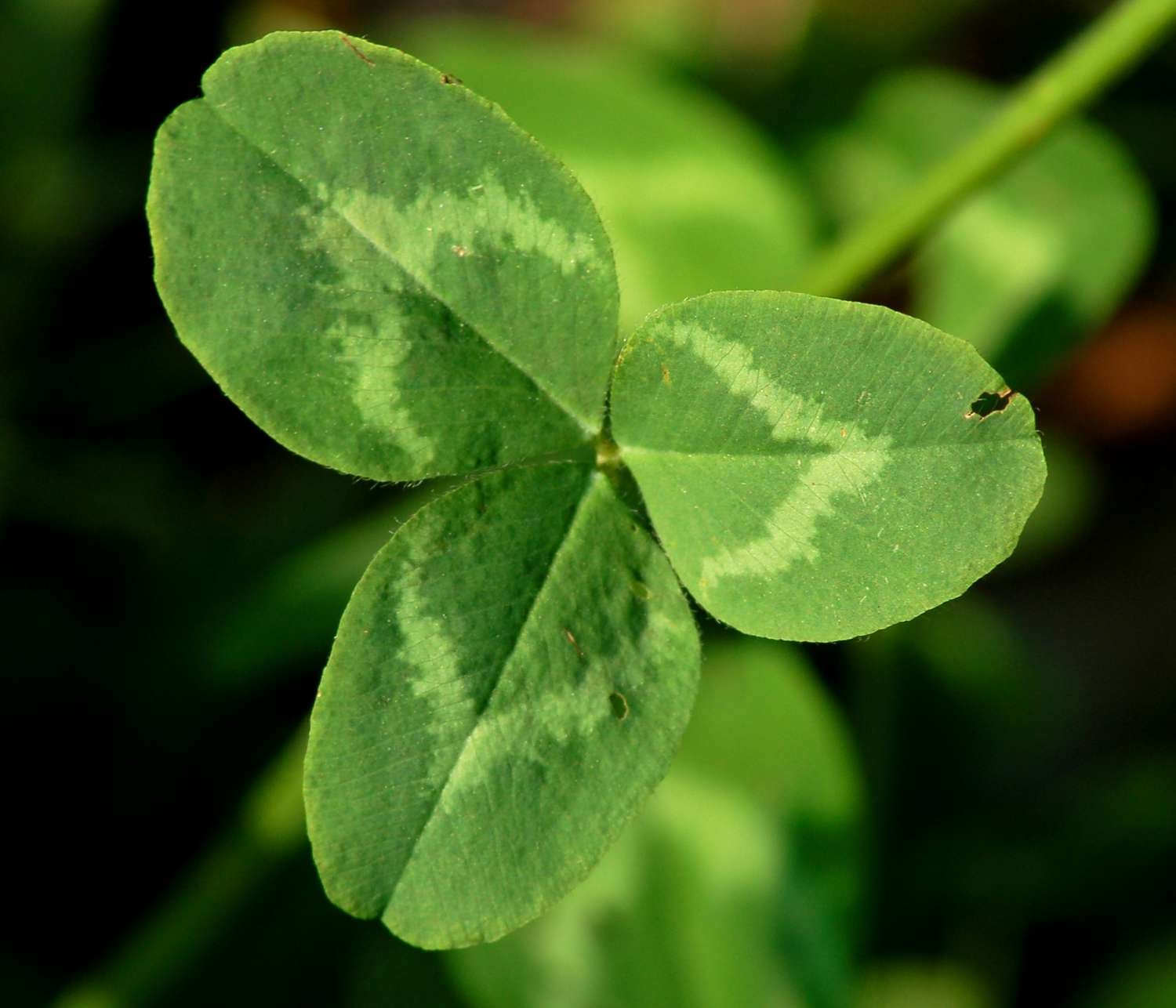 Red clover