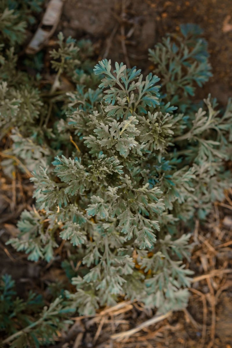 a close up of a plant with green leaves